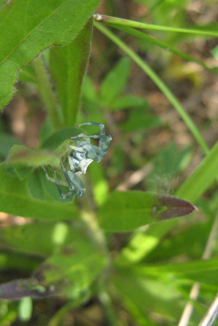 Thomisus onustus
